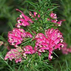 Grevillea rosmarinifolia 'Jenkinsii'